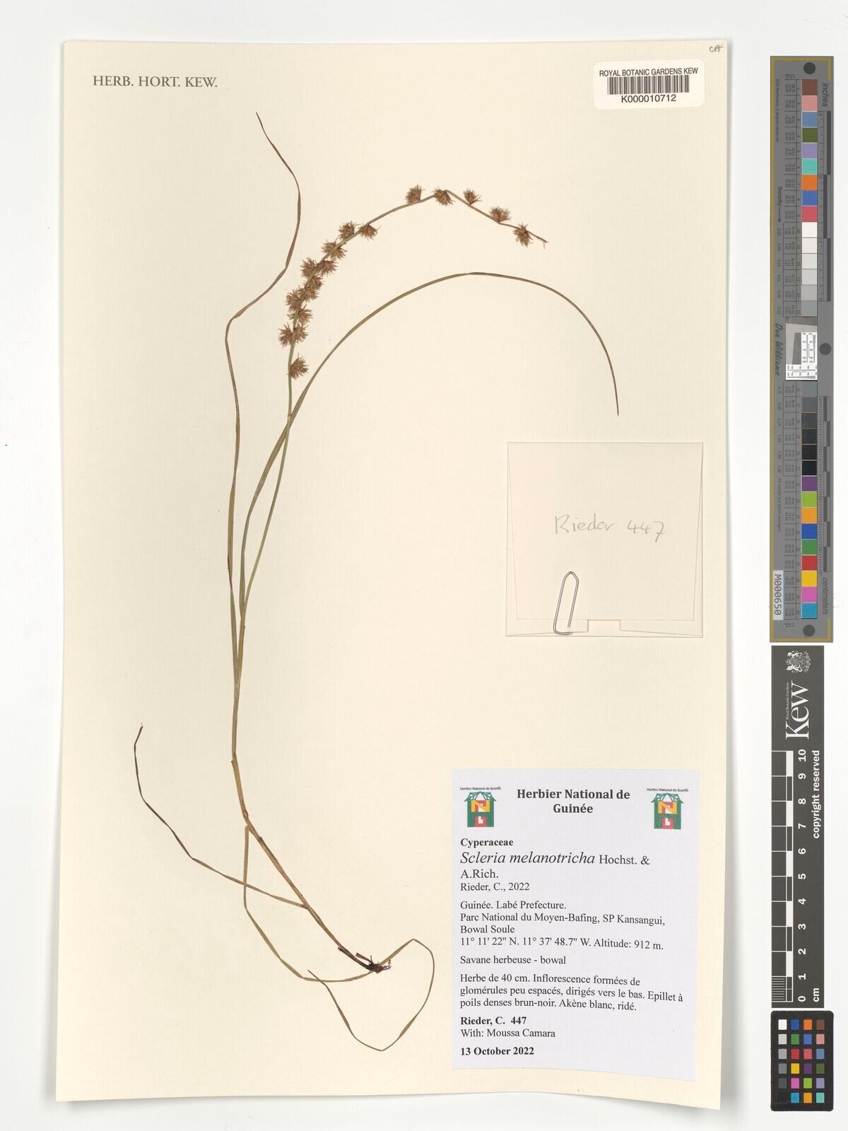 Scleria melanotricha — houseplant care guide