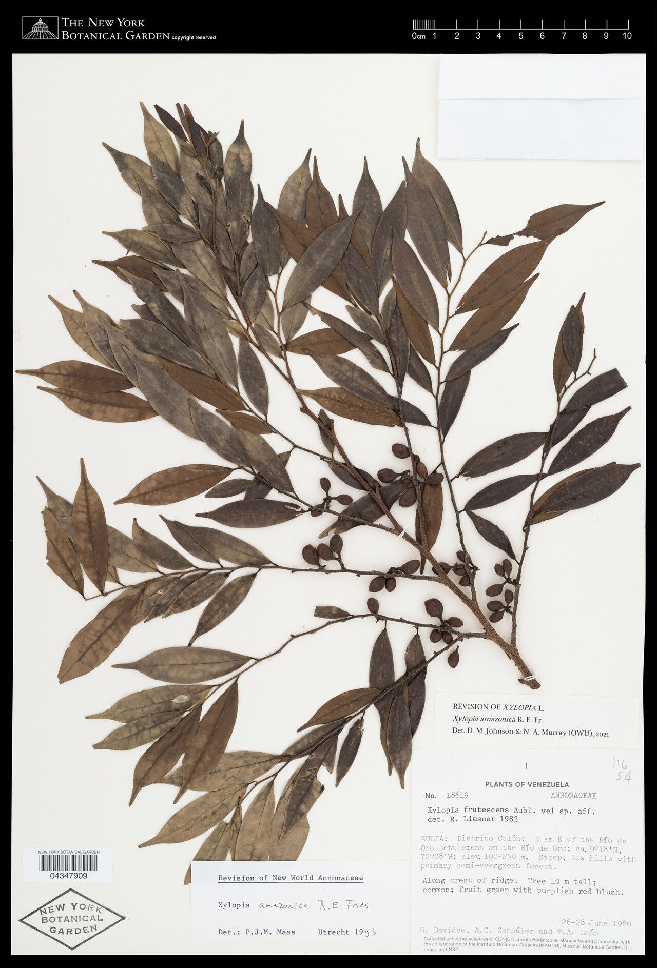 Xylopia amazonica fruit