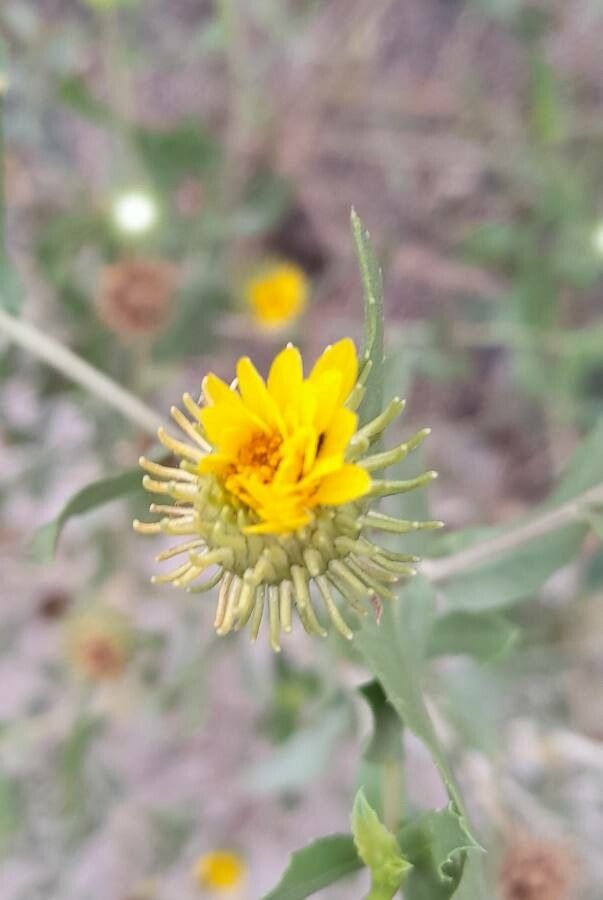 Grindelia cabrerae flower