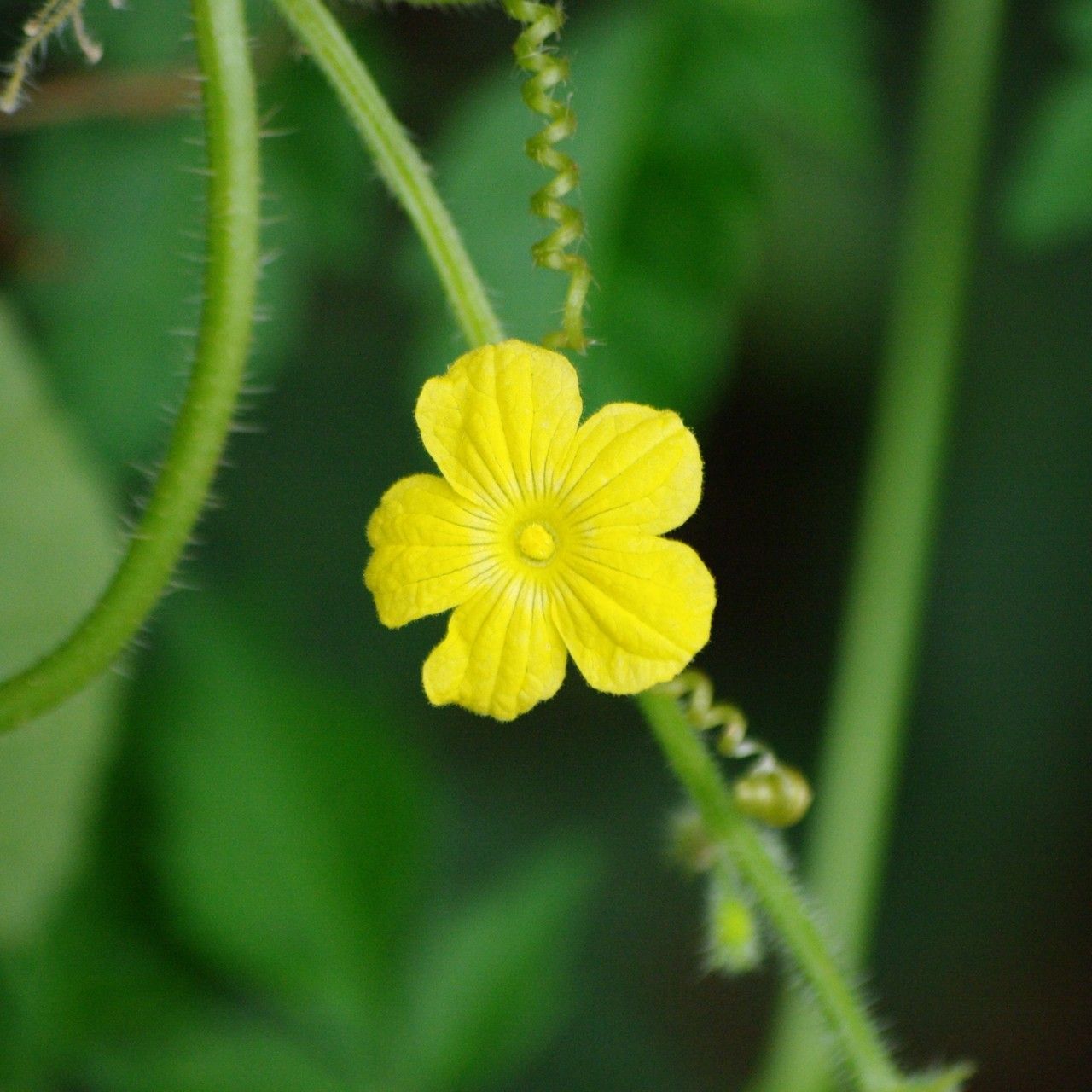 Cucumis metuliferus flower
