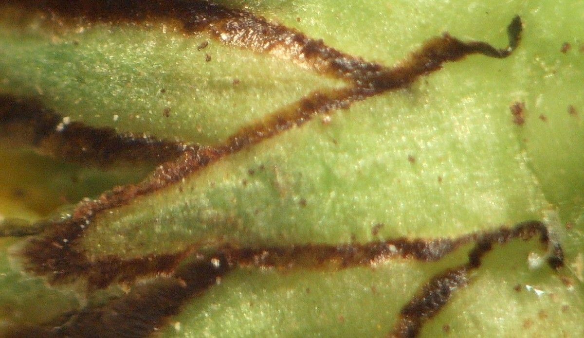 Leucanthemum pluriflorum flower