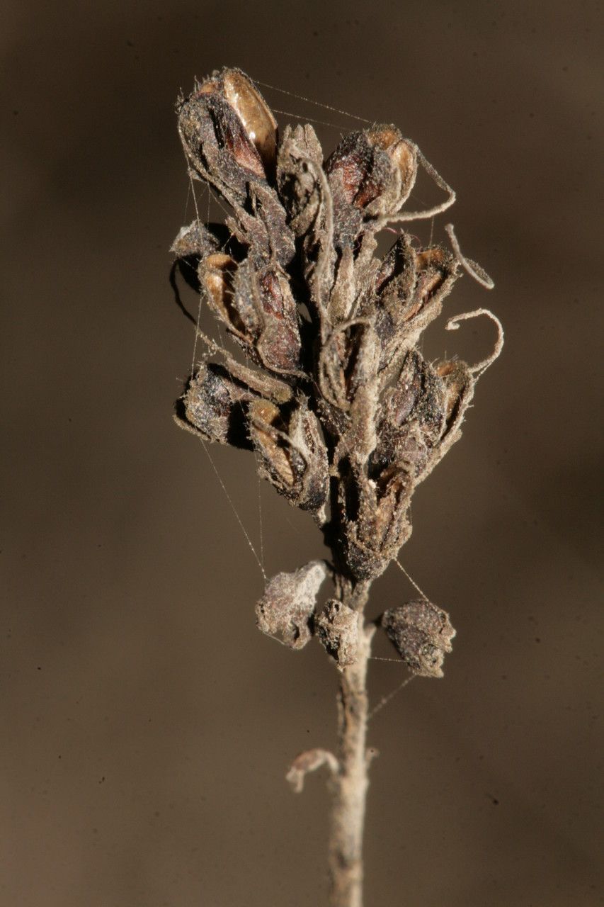 Odontites squarrosus fruit