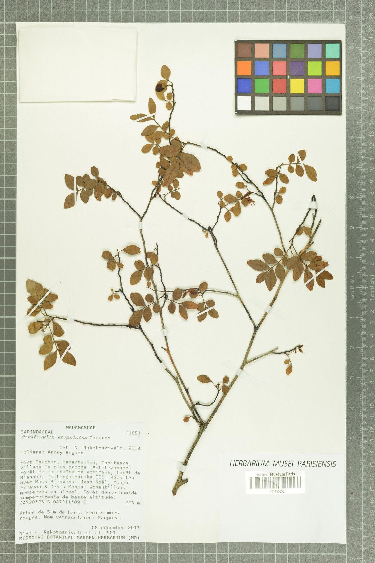 Doratoxylon stipulatum — related species from the same genus