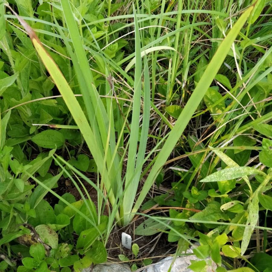 Iris virginica — search result for 'Iris'