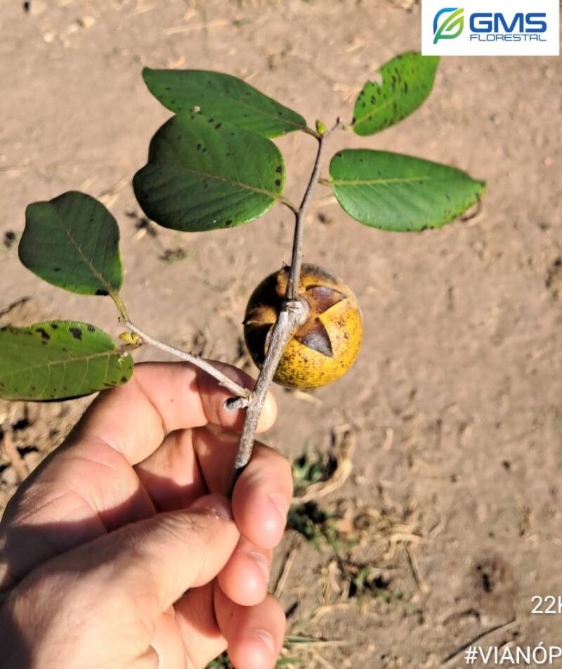 Diospyros lasiocalyx fruit