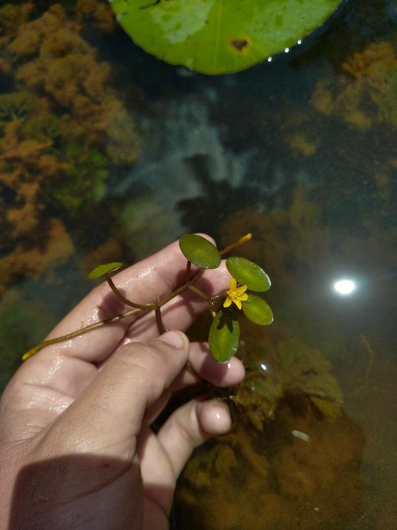 Cabomba aquatica flower