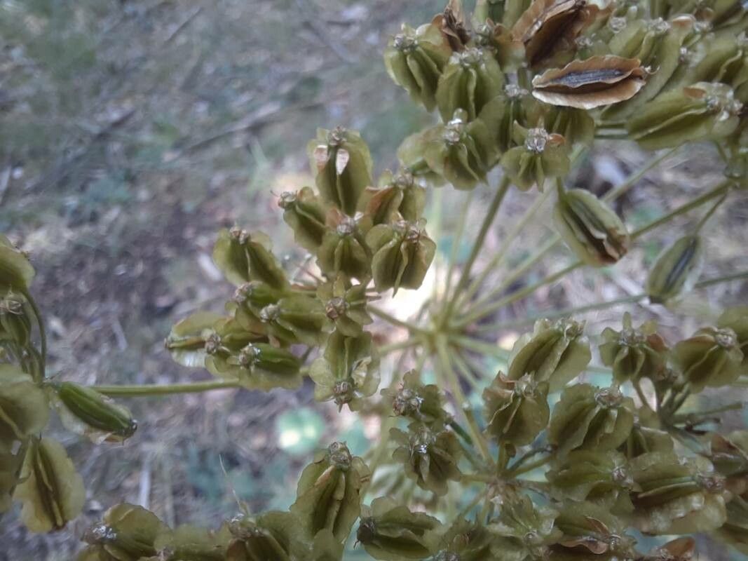 Laserpitium nestleri fruit