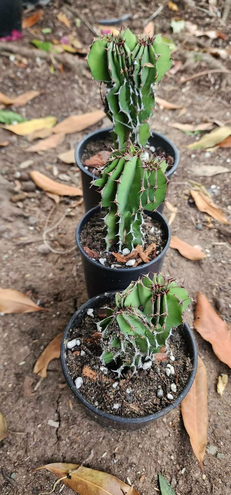 Euphorbia cristata — houseplant care guide