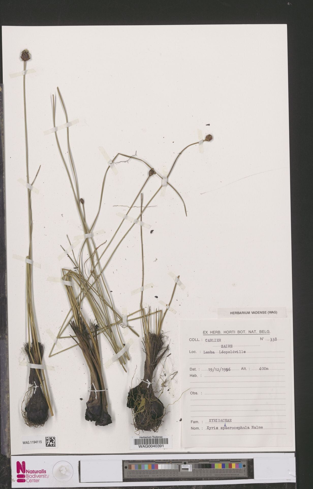 Xyris sphaerocephala — houseplant care guide