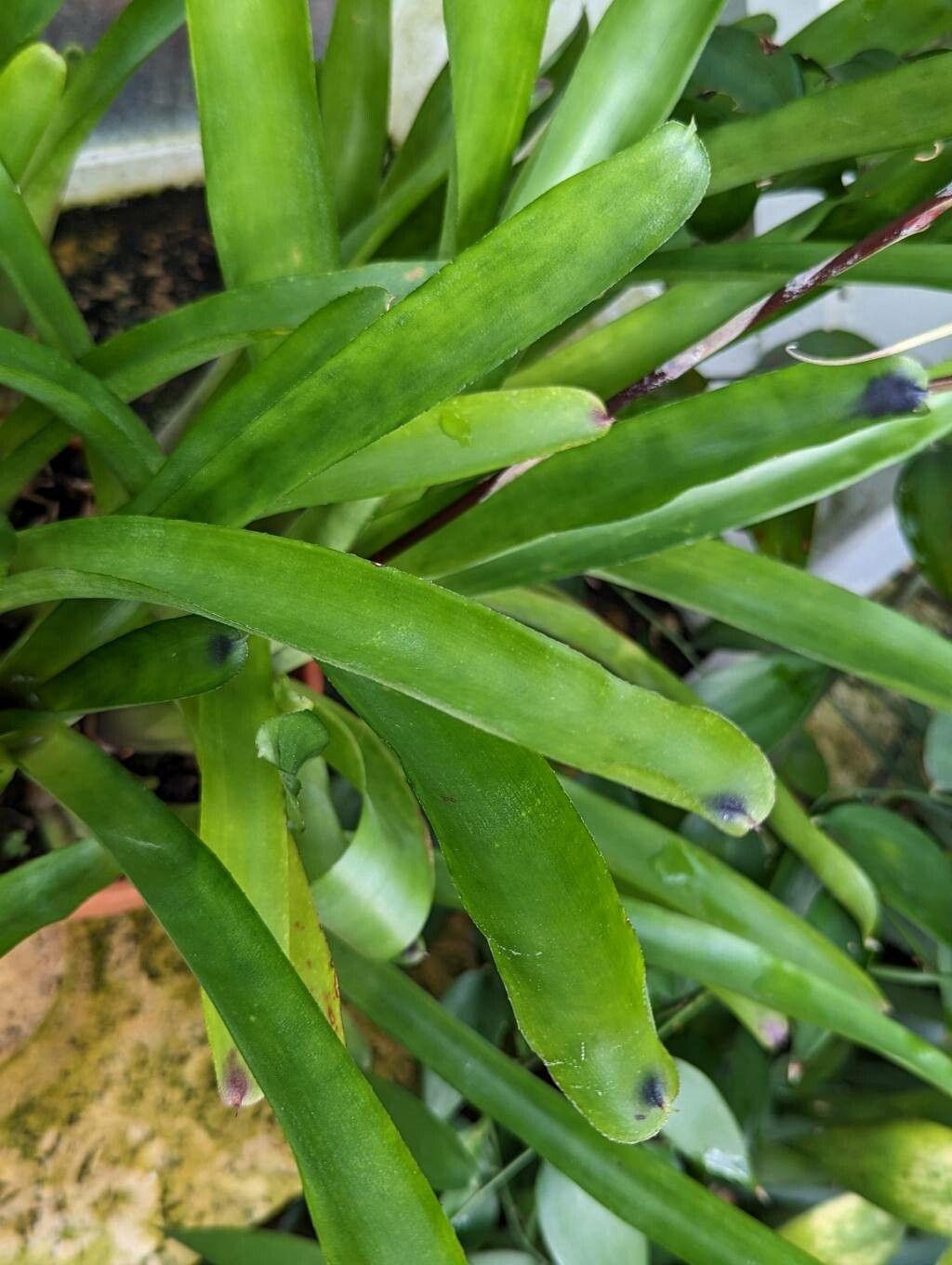 Aechmea calyculata — search result for 'Aechmea'