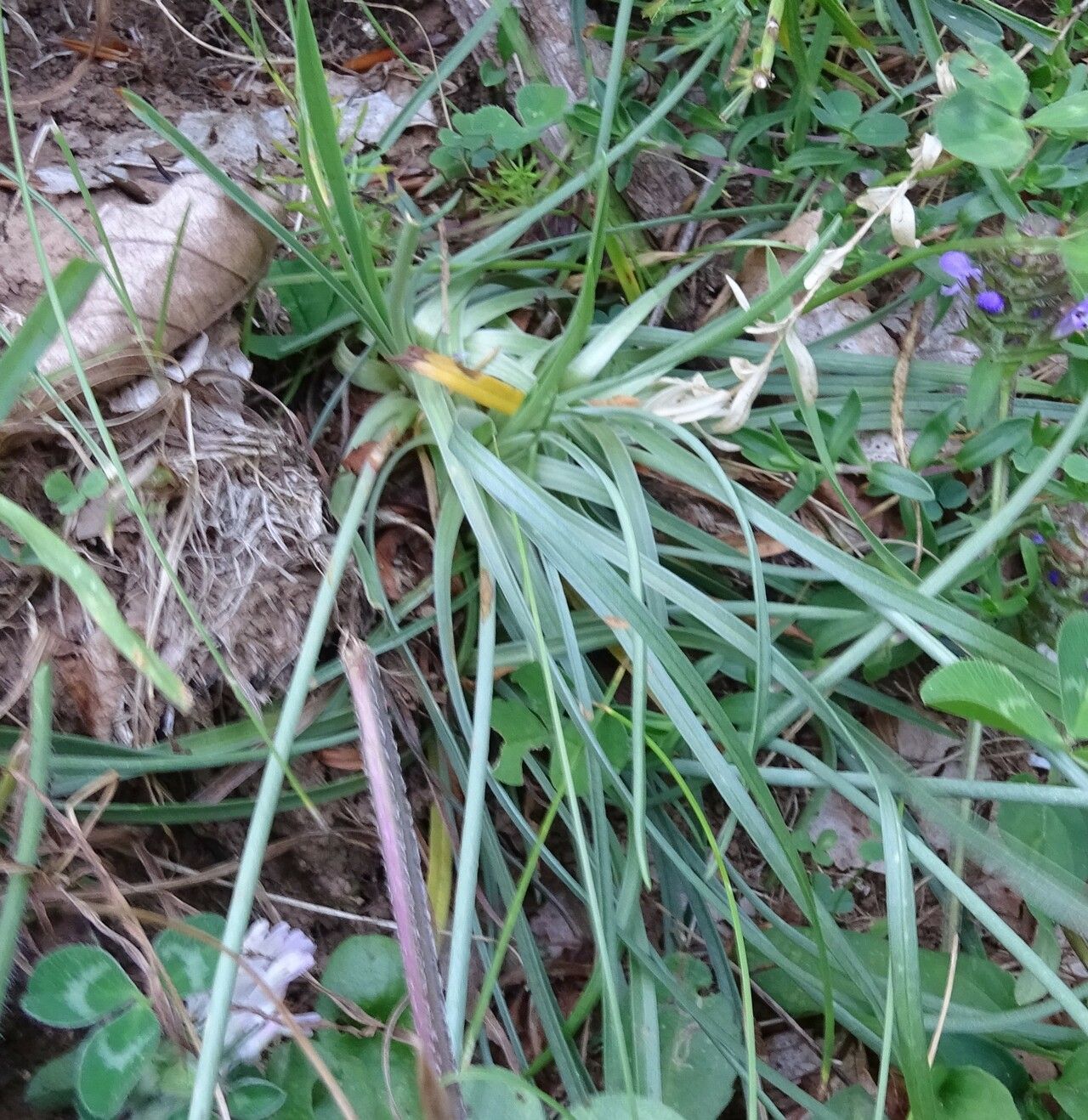 Armeria choulettiana — houseplant care guide