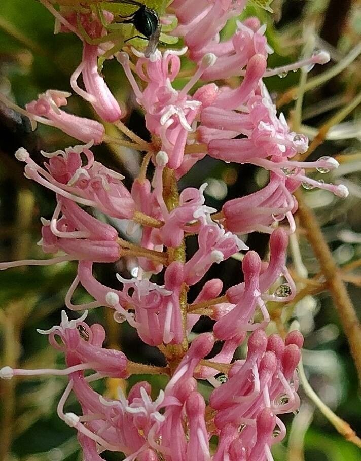 Macadamia tetraphylla flower