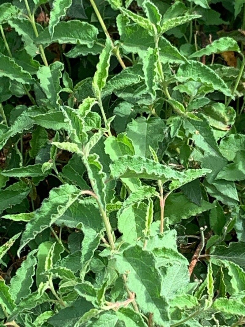 Cistus x hybridus — search result for 'Cistus'