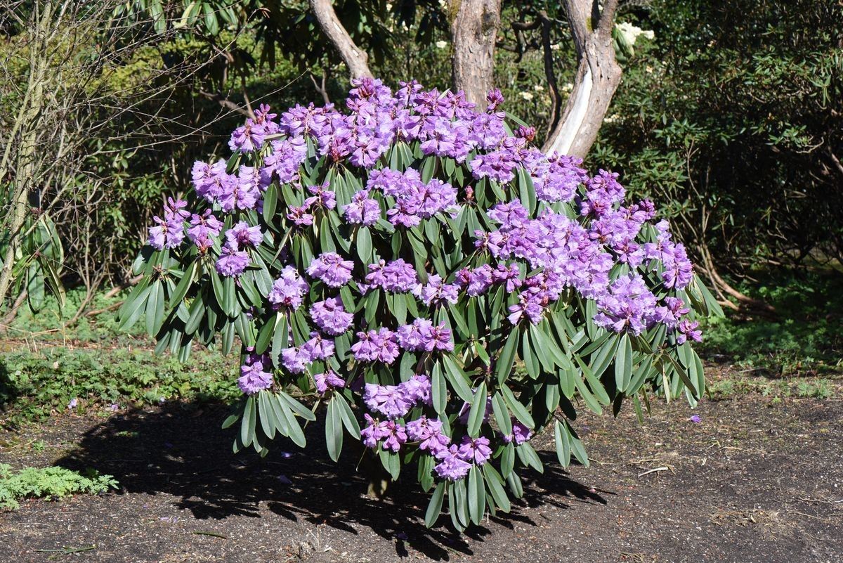 Rhododendron davidii habit