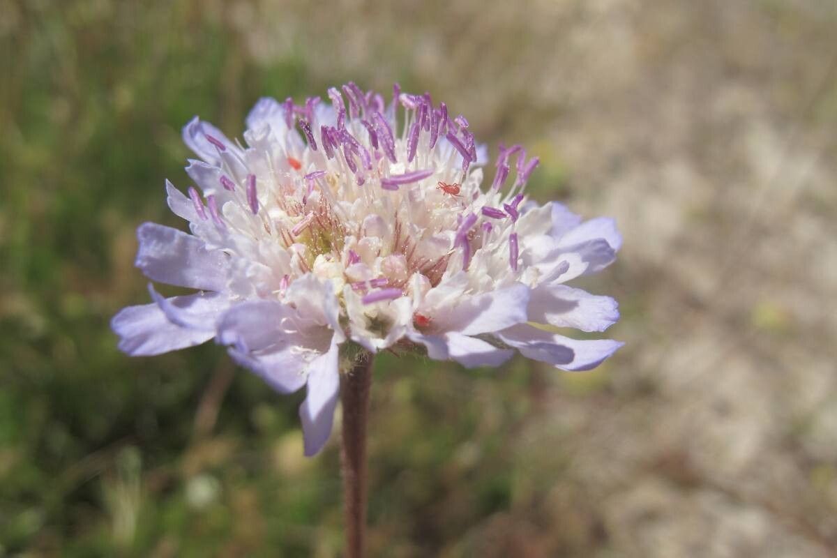 Pycnocomon intermedium flower