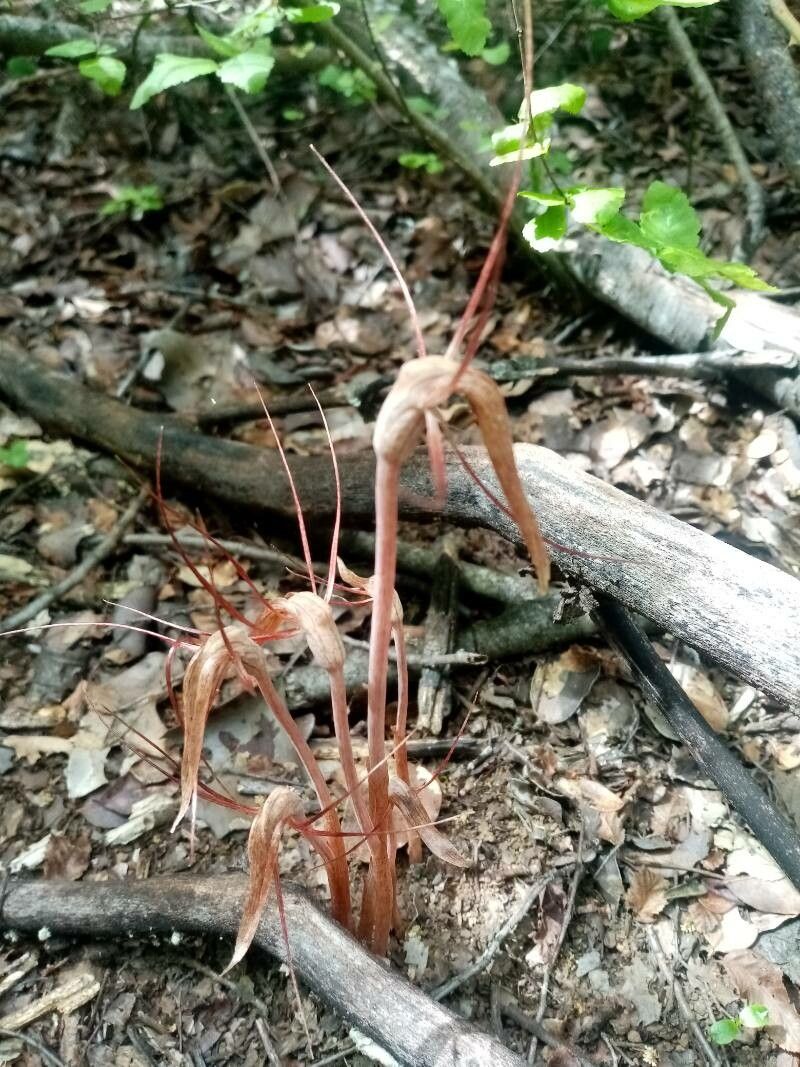 Arachnitis uniflora — houseplant care guide