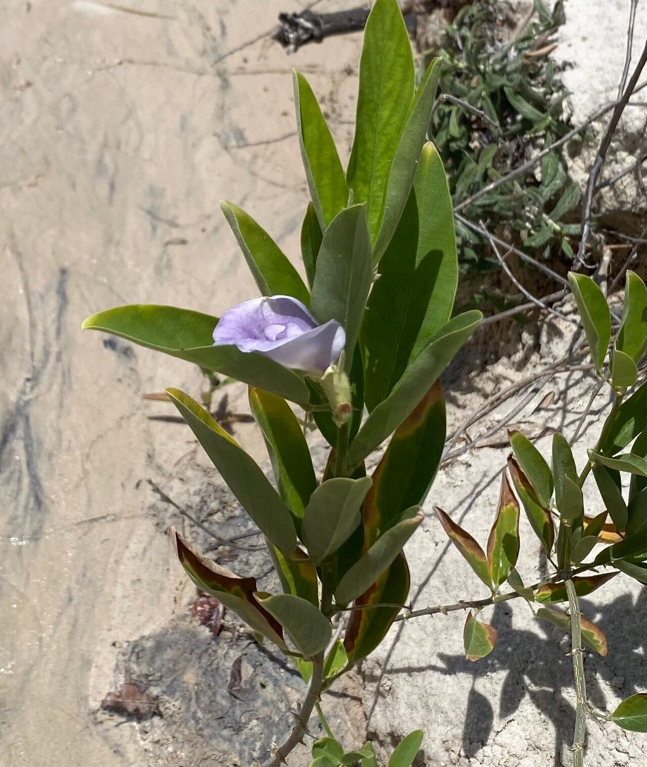 Clitoria laurifolia habit