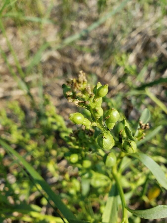 Cakile edentula fruit
