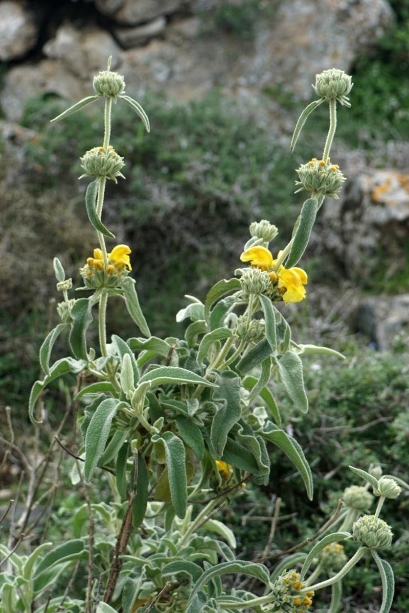 Phlomis pichleri habit
