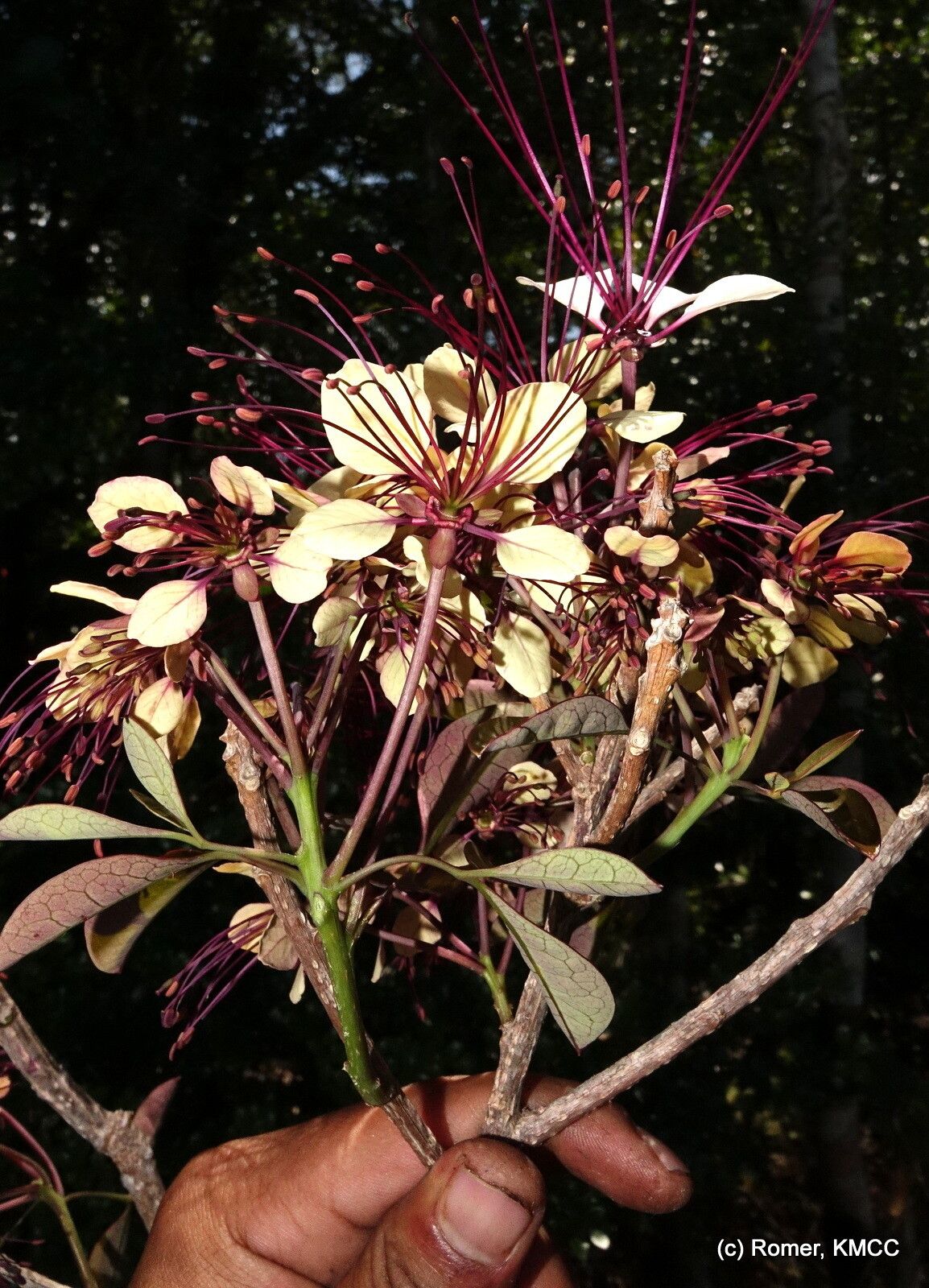 Crateva obovata flower