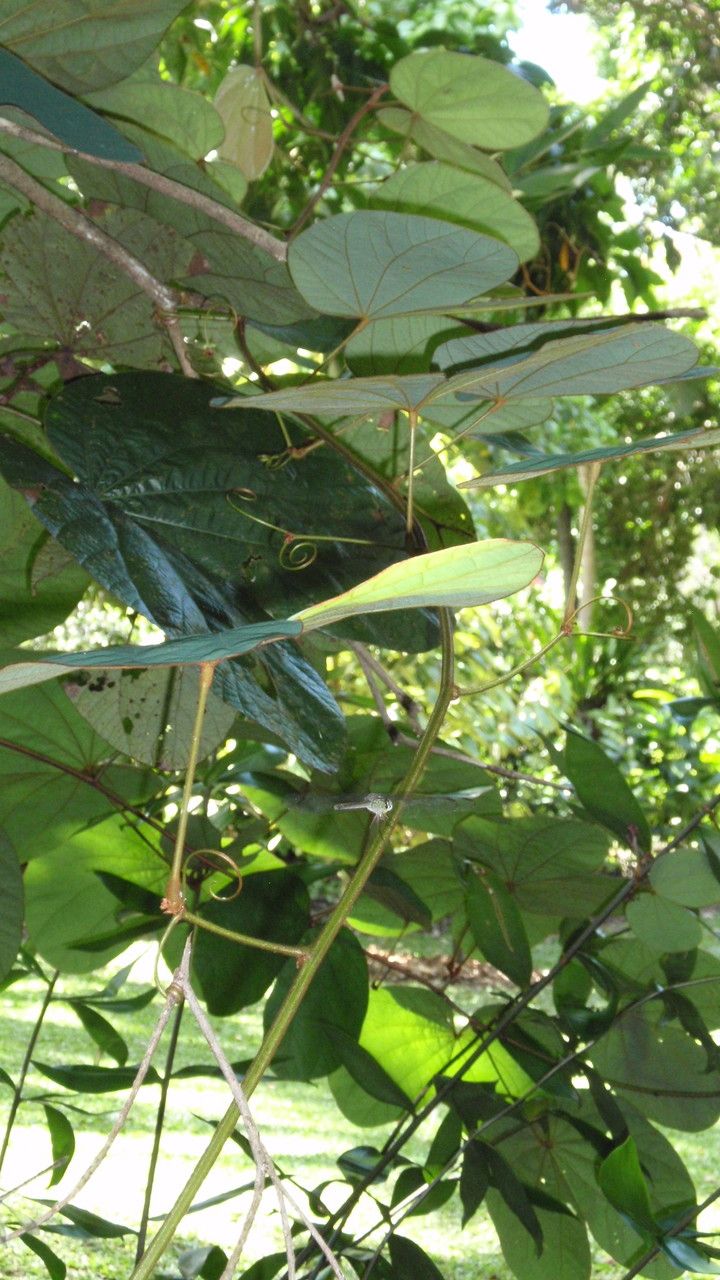 Bauhinia vahlii habit