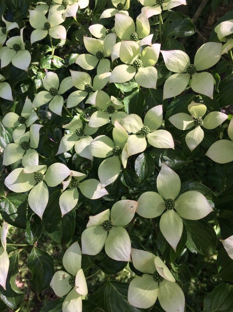 Cornus chinensis — search result for 'Cornaceae'