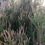 Calluna vulgaris