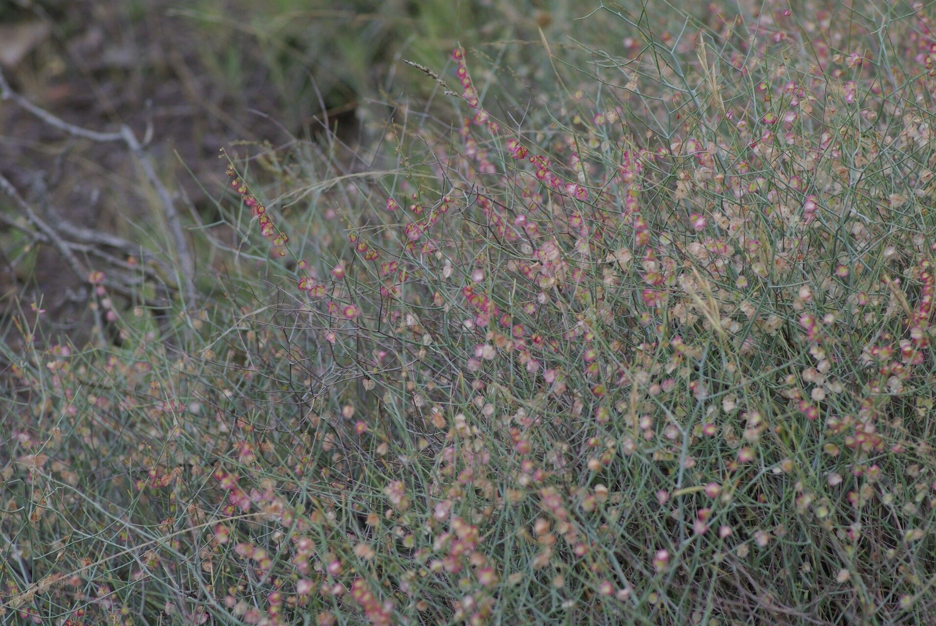 Rumex induratus fruit