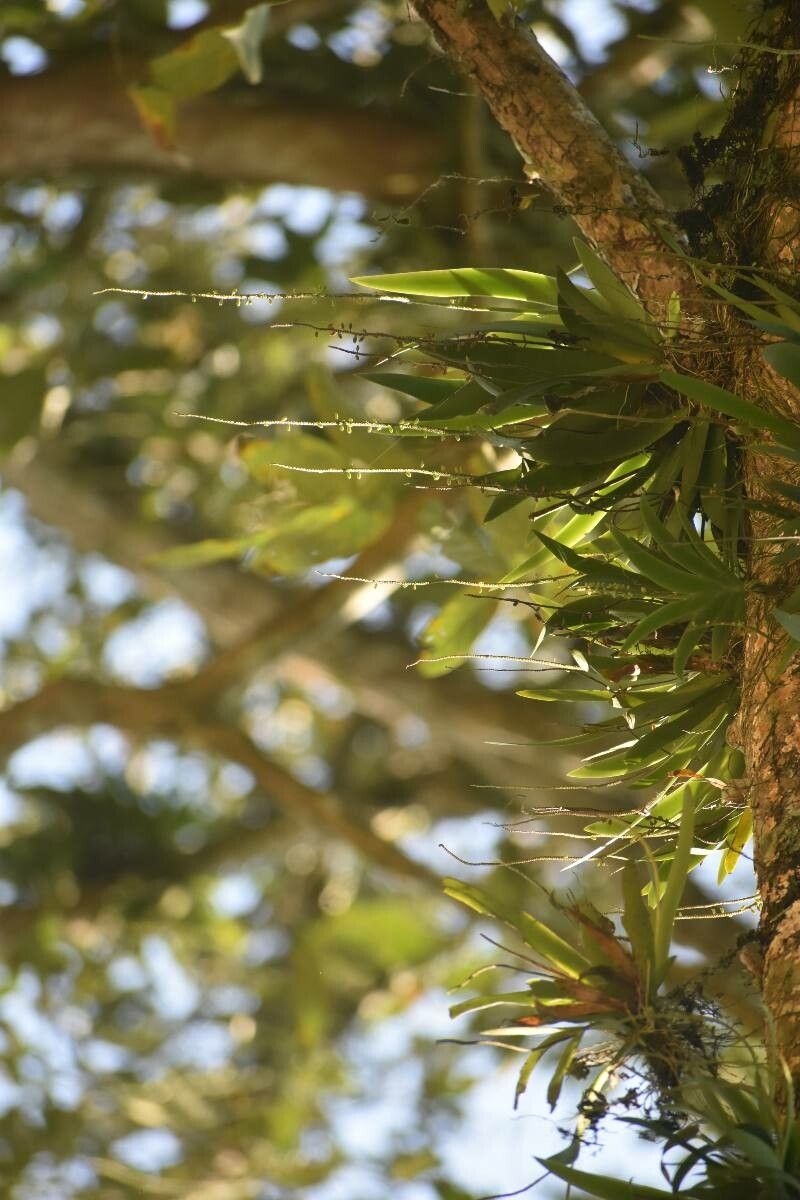 Oberonia titania — related species from the same genus