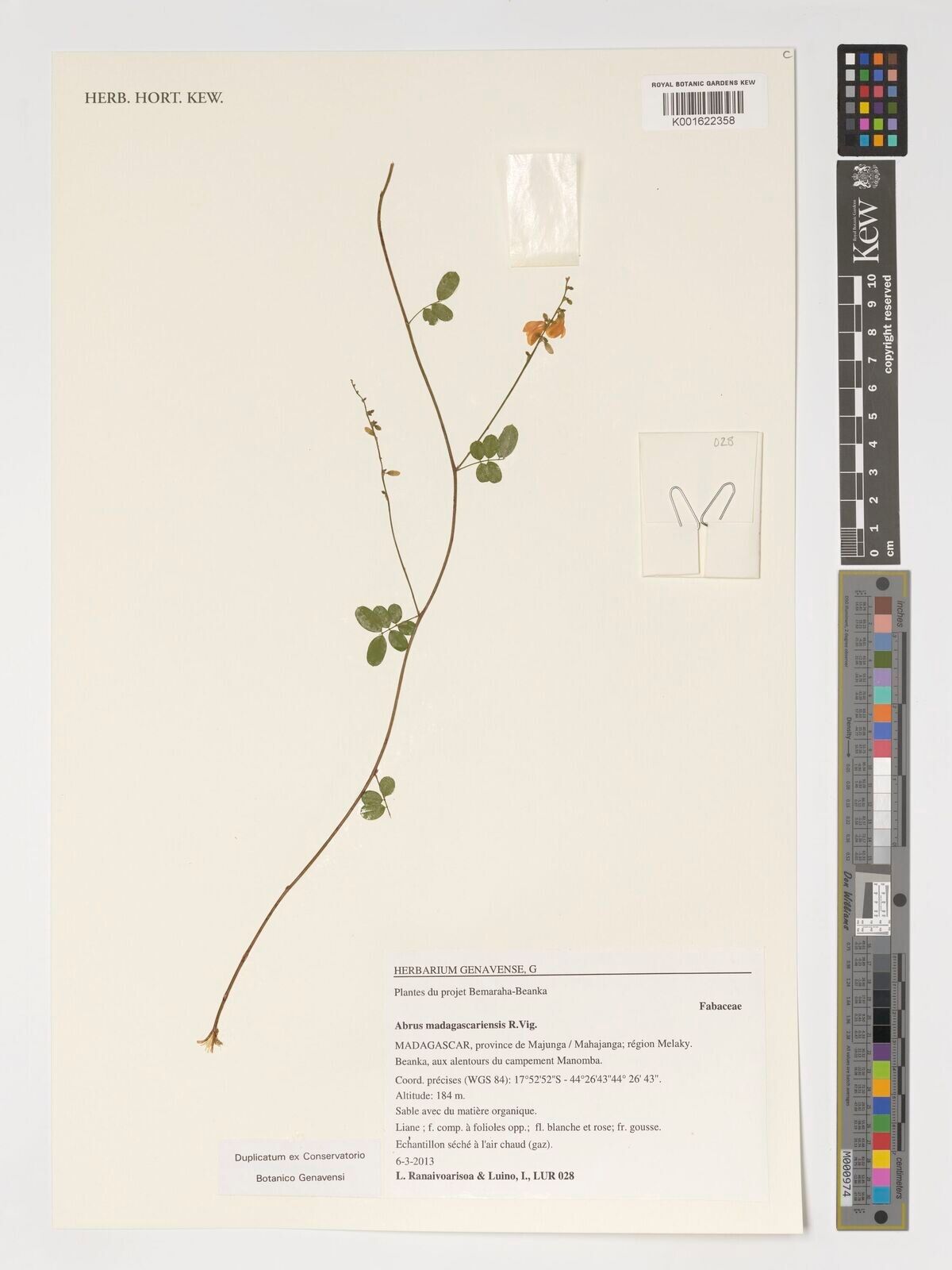 Abrus madagascariensis — search result for 'Abrus'