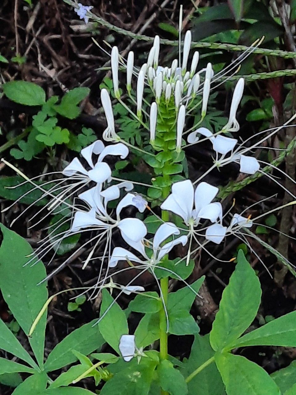 Cleome gynandra flower