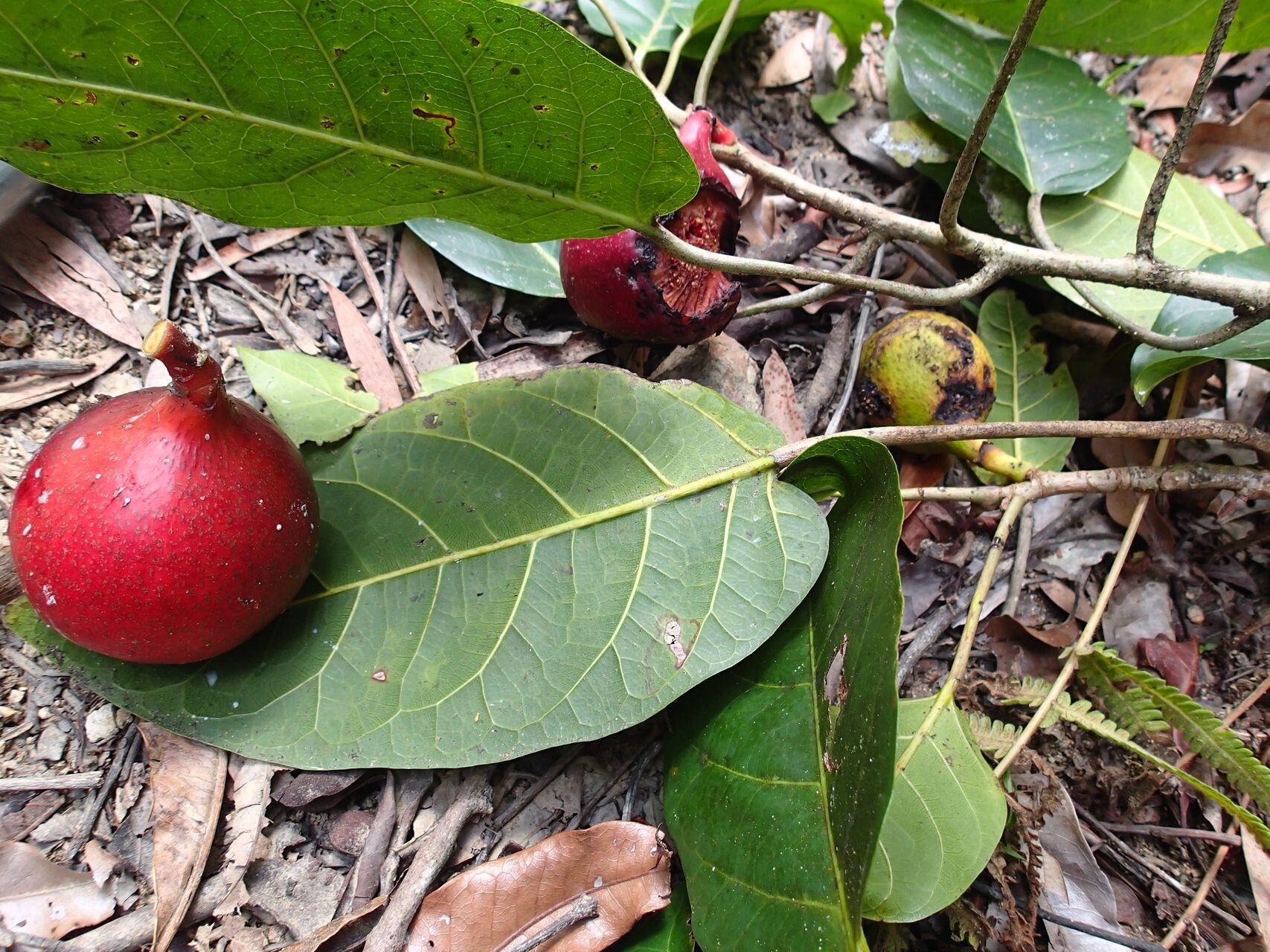 Ficus leiocarpa fruit