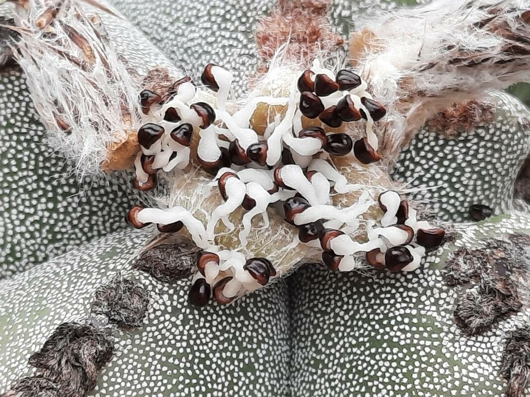 Astrophytum myriostigma fruit