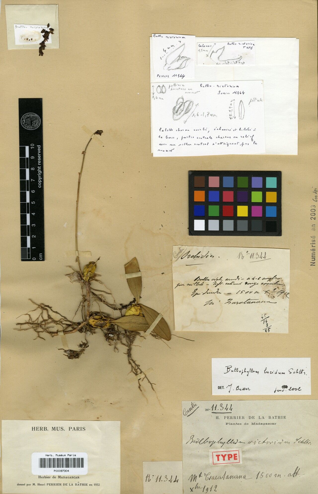 Bulbophyllum rictorium — houseplant care guide