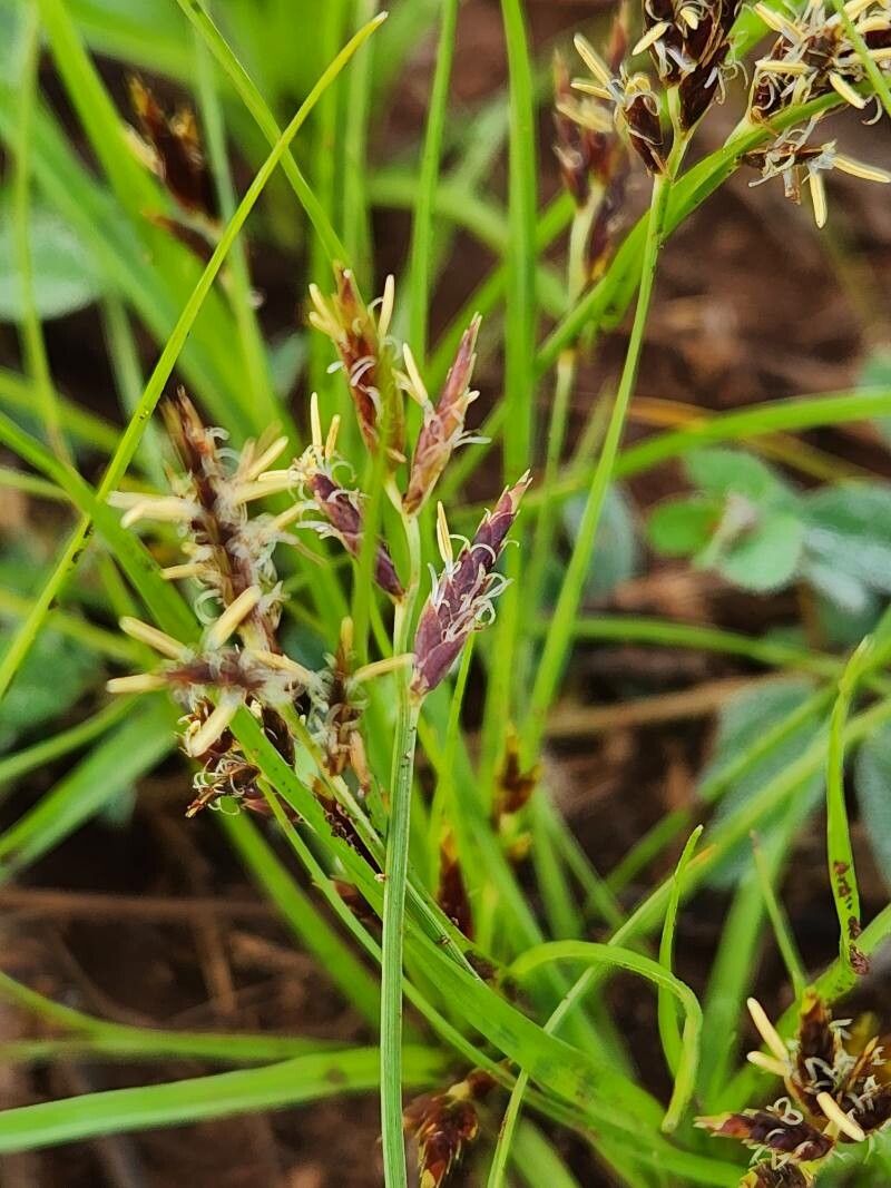 Cyperus blysmoides flower