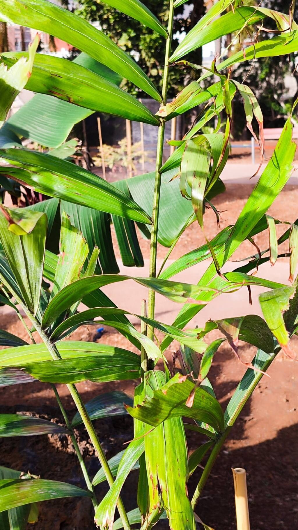 Ptychosperma pullenii habit