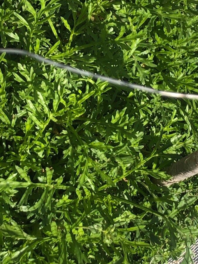 Chrysanthemum Zawadskii