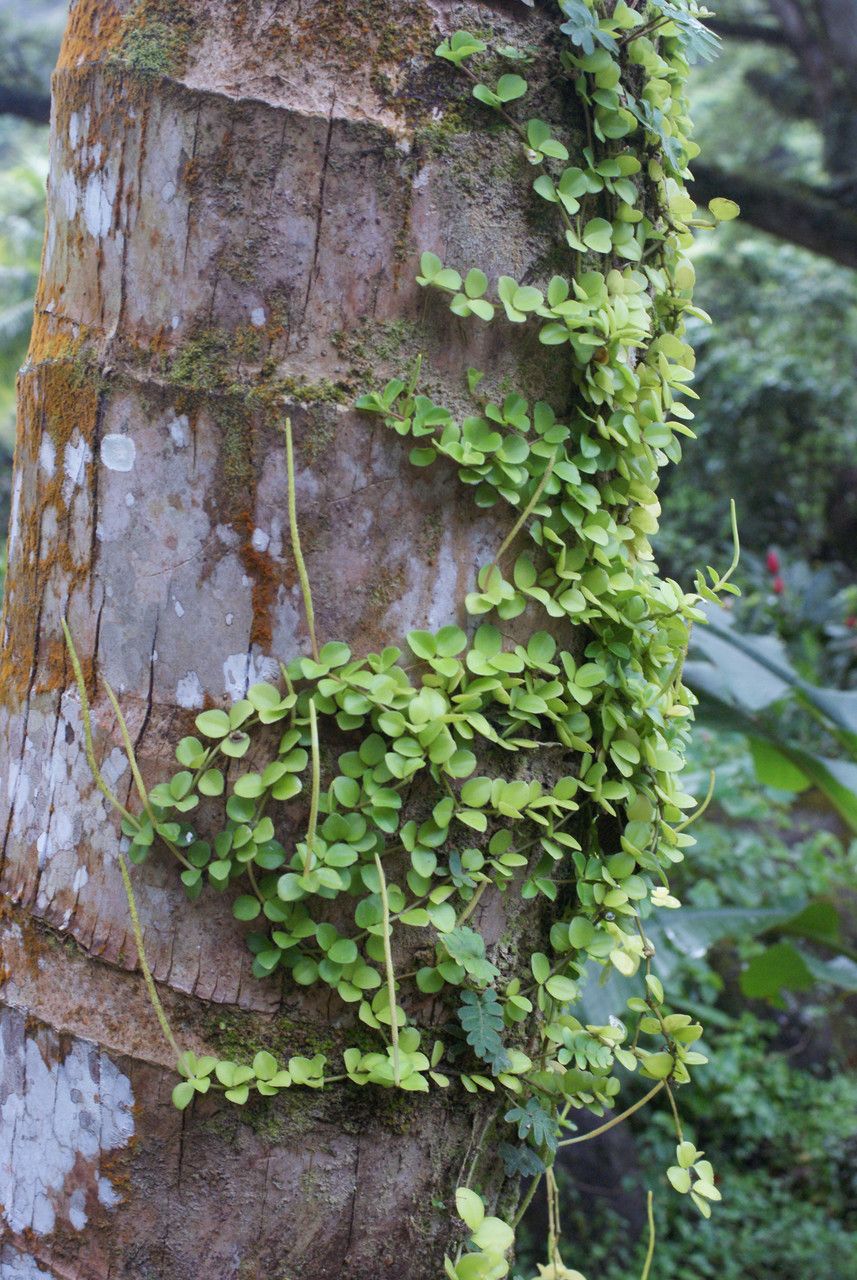 Peperomia trifolia habit