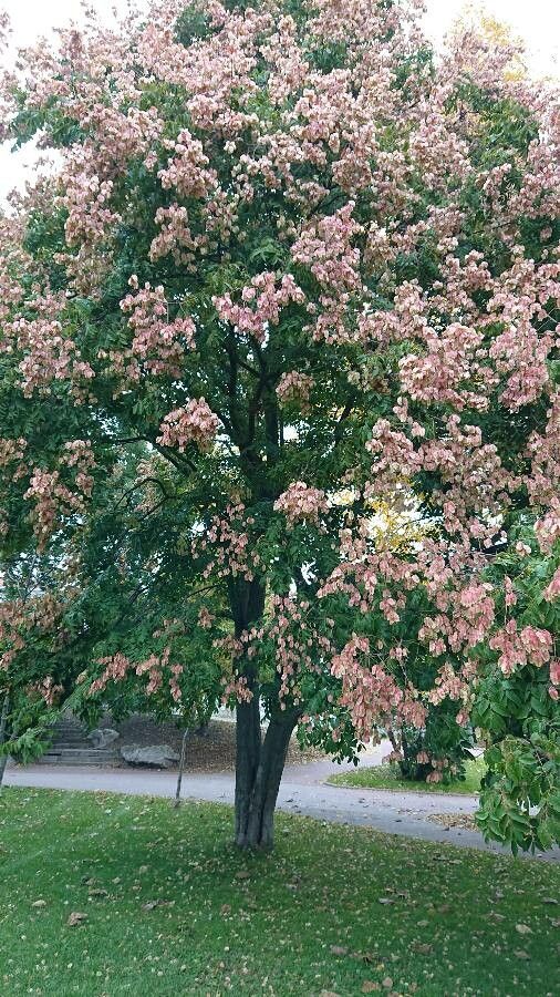 Koelreuteria elegans habit