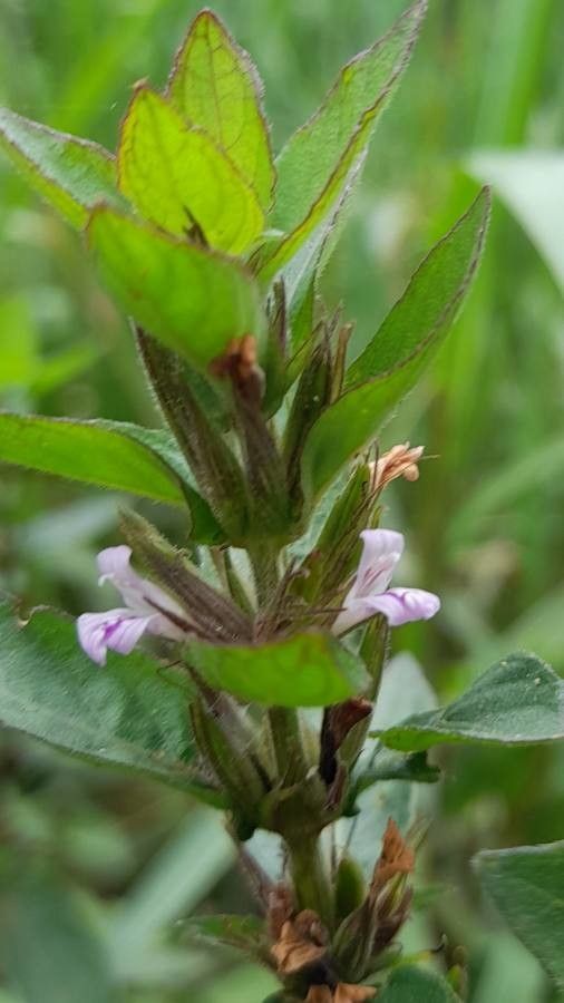 Hygrophila costata flower