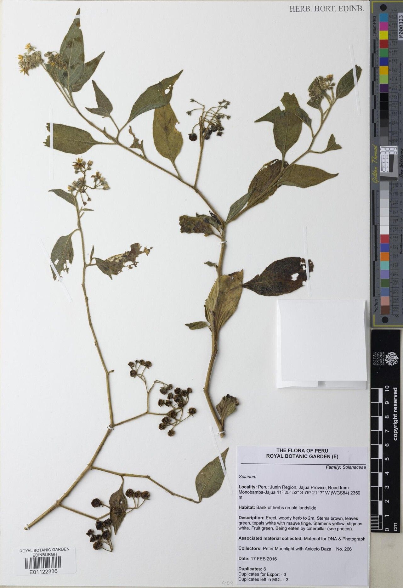 Solanum juninense — houseplant care guide