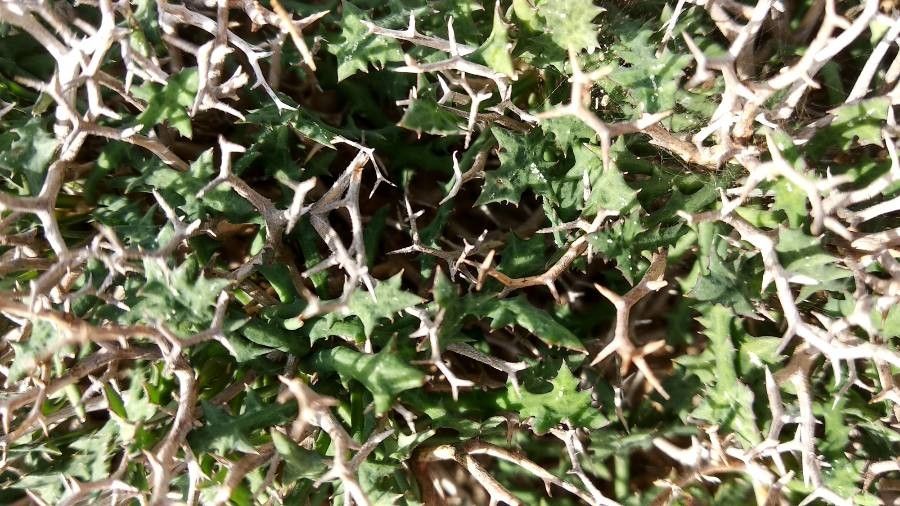 Launaea cervicornis leaf