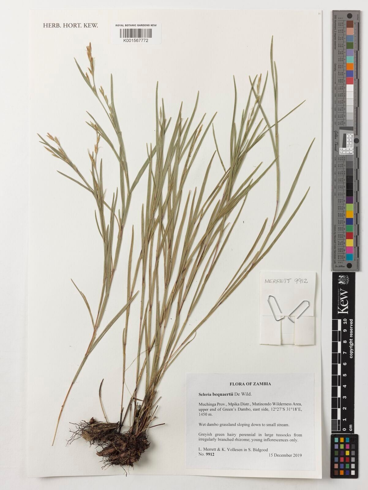Scleria bequaertii — houseplant care guide