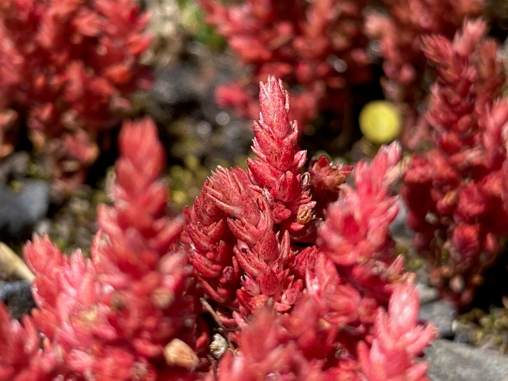 Crassula connata leaf