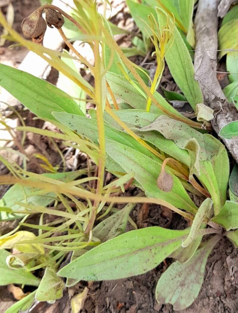 Calceolaria polyrhiza — houseplant care guide