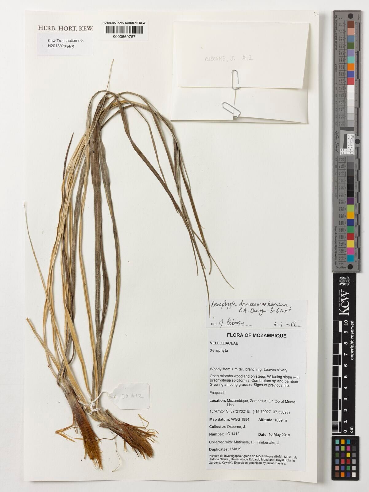 Xerophyta demeesmaekeriana — houseplant care guide