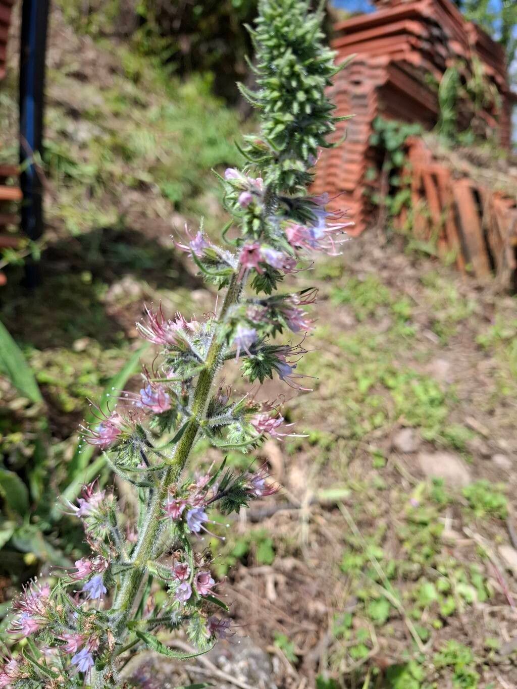 Echium lusitanicum — houseplant care guide