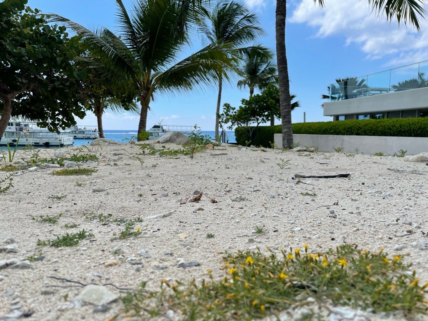 Pectis caymanensis habit