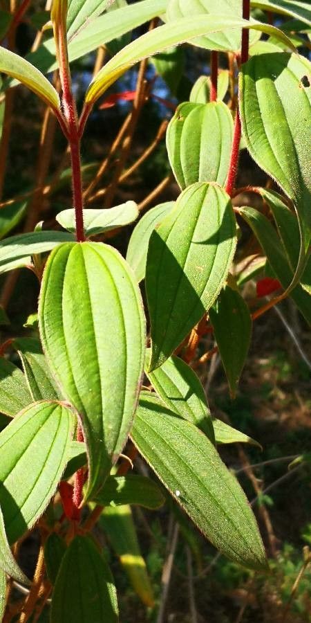 Melastoma malabathricum — search result for 'Melastomataceae'