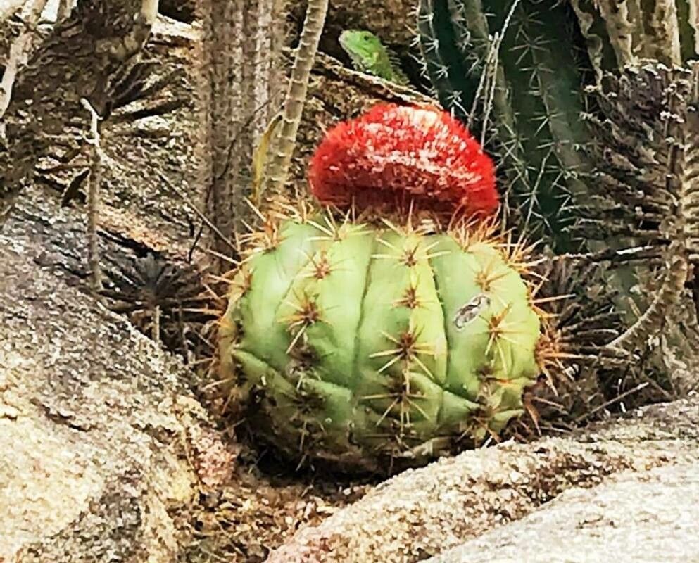 Melocactus zehntneri flower